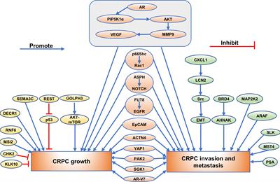 Emerging Proteins in CRPC: Functional Roles and Clinical Implications